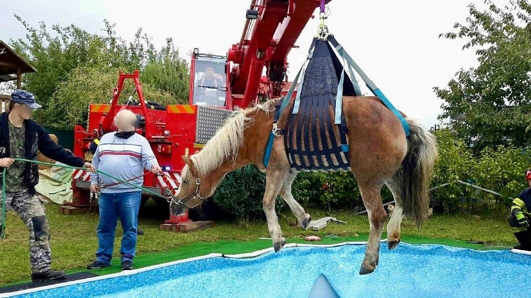 Na Moravě spadl kůň do bazénu, zachránil ho až jeřáb